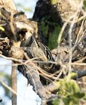 Black and White Warbler 7512